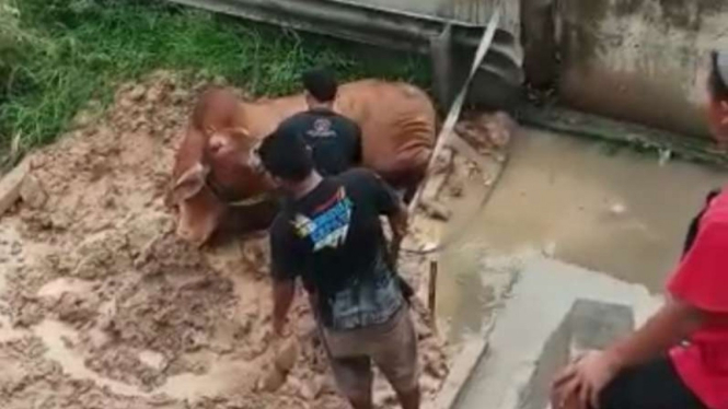 Sapi terperosok di pinggir jalan tol Tangerang-Merak, Minggu, 23 Januari 2022.