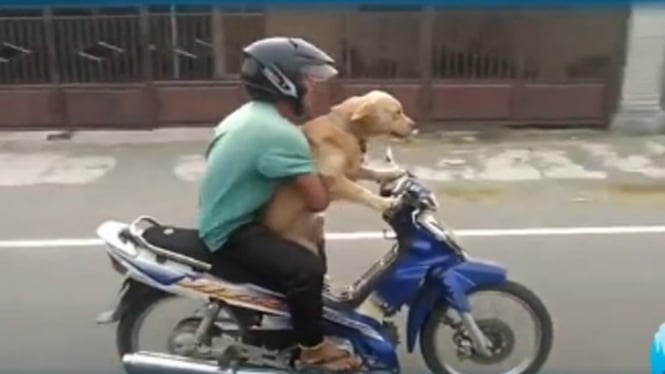 Viral Video Anjing Bawa Motor