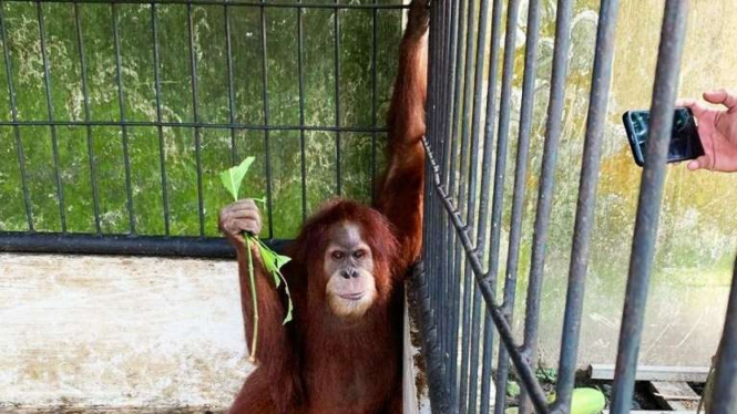 Orangutan dari rumah pribadi Bupati Langkat Terbit Rencana Peranginangin.