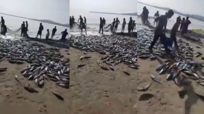 Viral Panen Ribuan Ikan di Pinggir Pantai