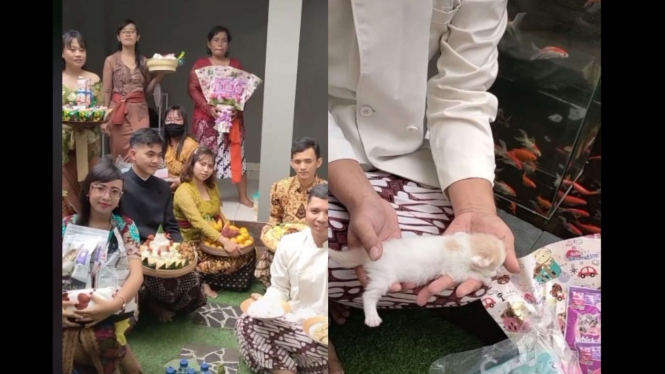 Syukuran bayi kucing di Yogyakarta