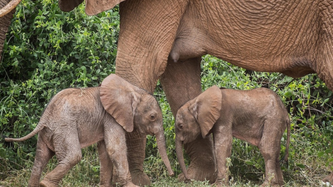 Kelahiran bayi gajah kembar di cagar alam nasional di Kenya adalah peristiwa langka.Â  (Save the Elephants: Jane Wynyard via AFP)