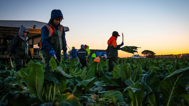 Sektor perkebunan di Australia diperkirakan kekurangan 26 ribu tenaga kerja sejak Australia menutup perbatasannya. (ABC News: Jess Davis)