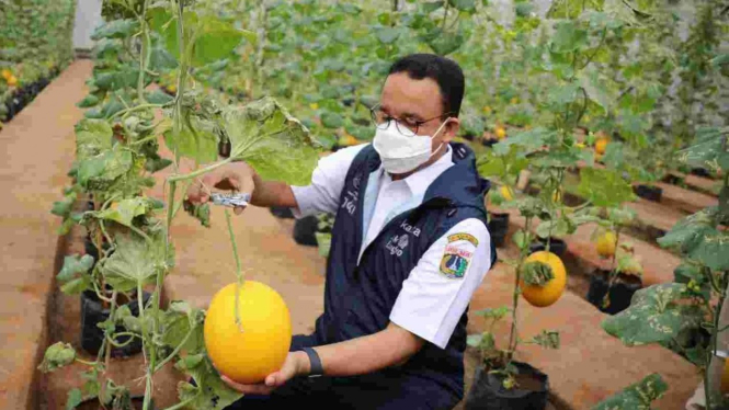 Gubernur DKI Jakarta Anies Baswedan panen melon di Cilangkap, Jaktim.
