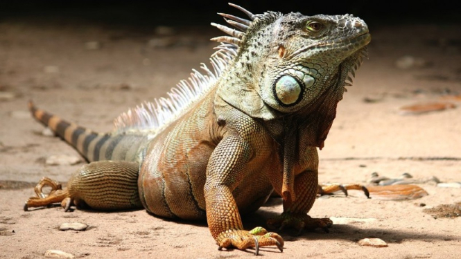 Ilustrasi iguana.