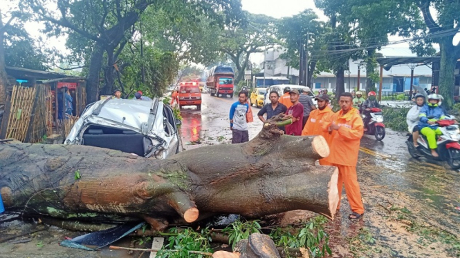 Hujan ekstrem menyebabkan pohon roboh dan menimpa mobil di Malang