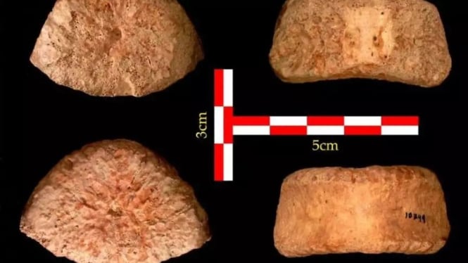 Arkeolog Temukan Tulang Belakang Manusia Berusia 1,5 Juta Tahun di Lembah Yordan