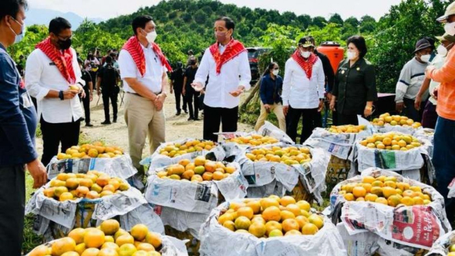 Presiden Jokowi panen jeruk di Kabupaten Karo