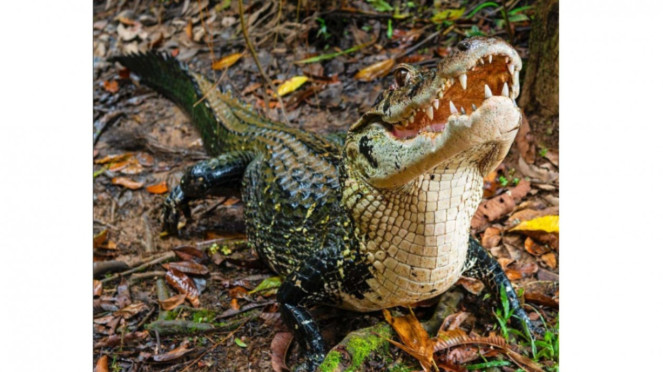 Black Caiman