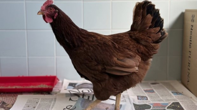 seekor ayam ditemukan di sekitar area keamanan di Pentagon