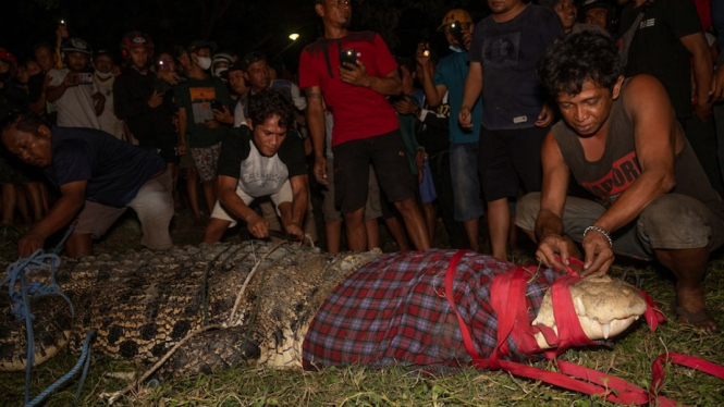 Buaya tersebut dilepaskan kembali ke sungai hari Senin malam. (Antara Foto via Reuters)