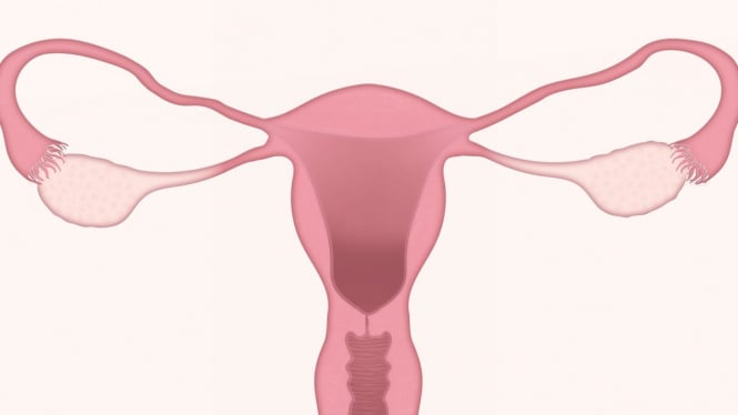 Ilustrasi uterus, rahim