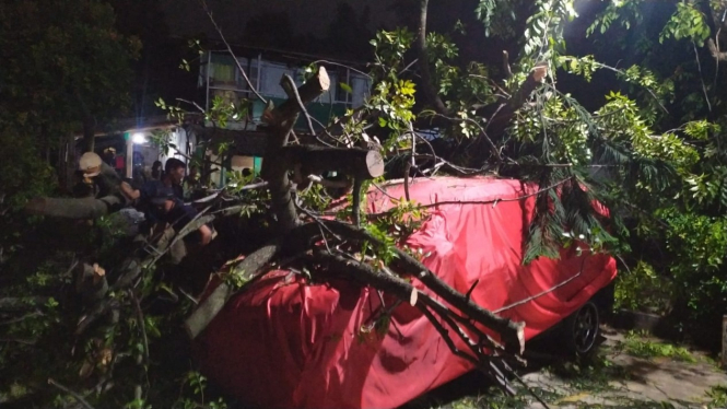 Pohon Tumbang Menimpa Mobil dan Pemiliknya di Tangerang