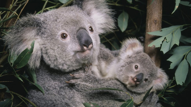 Koala. Getty Images via BBC Indonesia