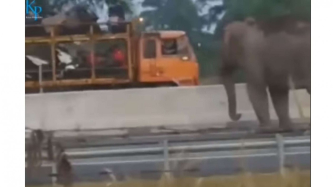 Gajah Melintas di Jalan Tol Pekanbaru-Dumai
