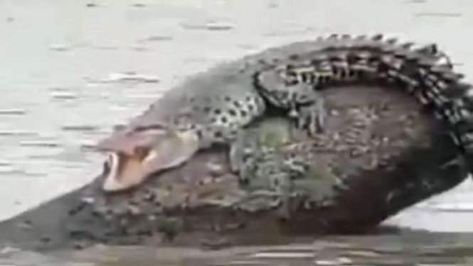 Tangkapan layar rekaman video seekor buaya besar sedang berjemur di atas batang pohon di tengah sungai di perairan Kecamatan Pulau Hanaut, Kabupaten Kotawaringin Timur, Kalimantan Tengah, Kamis, 17 Februari 2022.