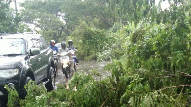 Pohon tumbang menutup jalan raya di Tembalang Semarang.