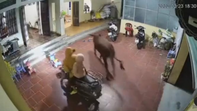 Viral Sapi Masuk Rumah Bikin Panik Penghuni