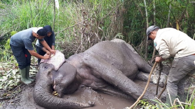 Gajah liar berusia 30 tahun di Aceh mati akibat infeksi.