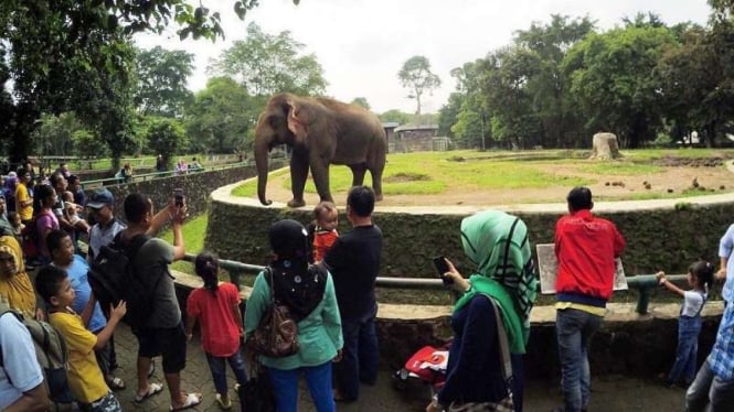 Apakah Ragunan Zoo Buka atau Tutup saat Libur Lebaran? Temukan Penjelasannya