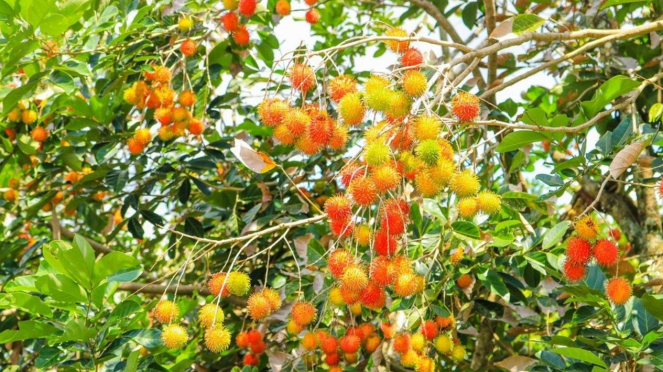 Manfaat buah rambutan