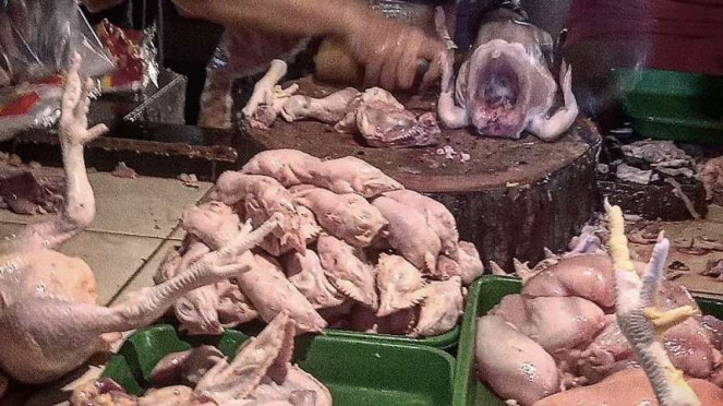Pollo
