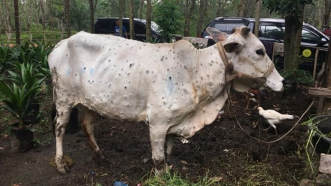 Ilustrasi Penyakit Lumpy Skin Disease (LSD) pada sapi 