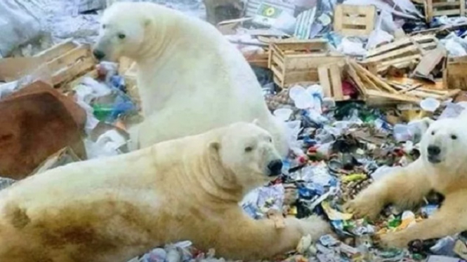 Beruang kutub mengais sampah warga.
