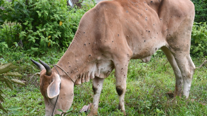 Seekor sapi dengan penyakit kulit berbenjol di provinsi Riau. (Supplied:Â FAO/Eko Prianto)