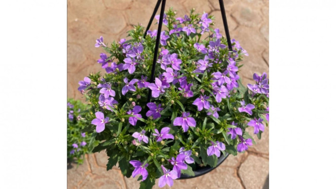 Lobelia