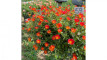 Photo Mini 9