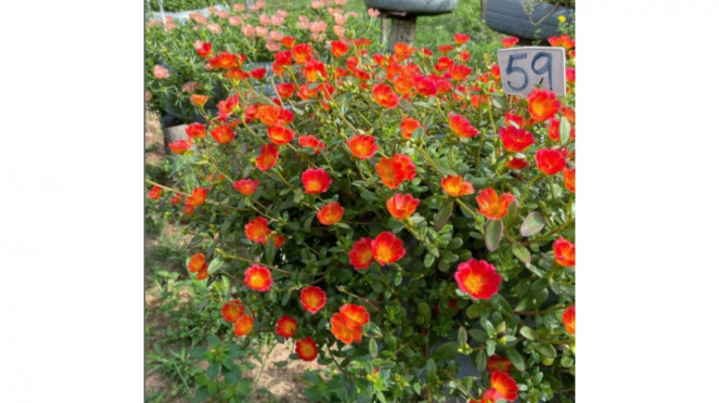Portulaca