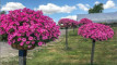 Photo Mini 1