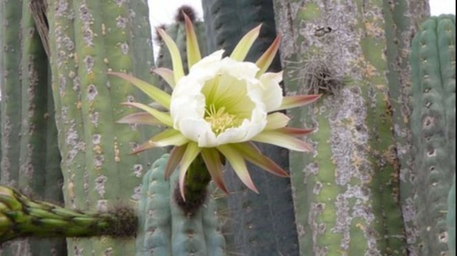 Kaktus San Pedro