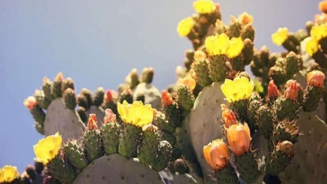 Kaktus pir berduri