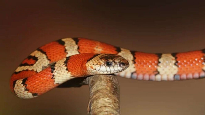 Ular