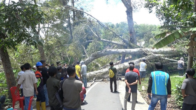 Pohon Beringin keramat di Toraja tumbang menutup jalan