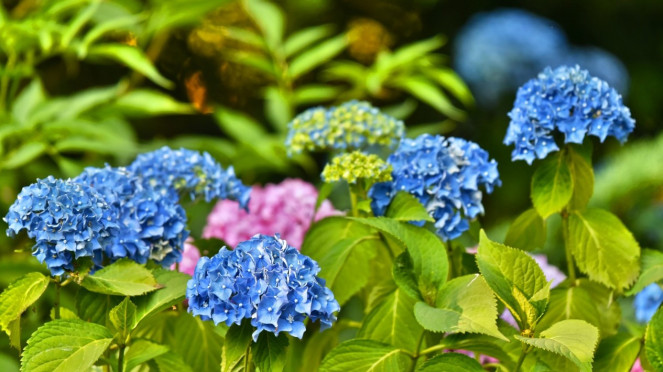 Hydrangea, hortensia