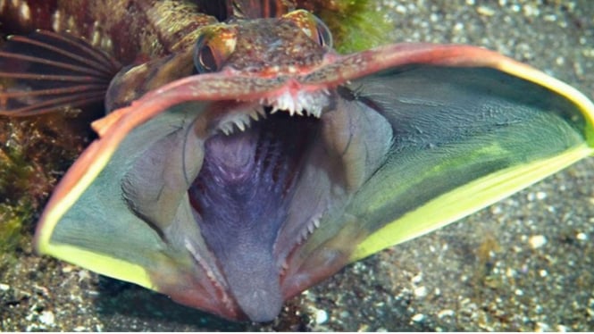 5 Ikan Paling Mengerikan Di Dunia Yang Ada Di Dasar Laut