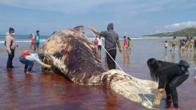 Petugas BKKPN Kupang mengukur dan mengidentifikasi bangkai paus sperma yang terdampar di kawasan pantai di Pulau Sabu, Kabupaten Sabu Raijua, Provinsi Nusa Tenggara Timur.
