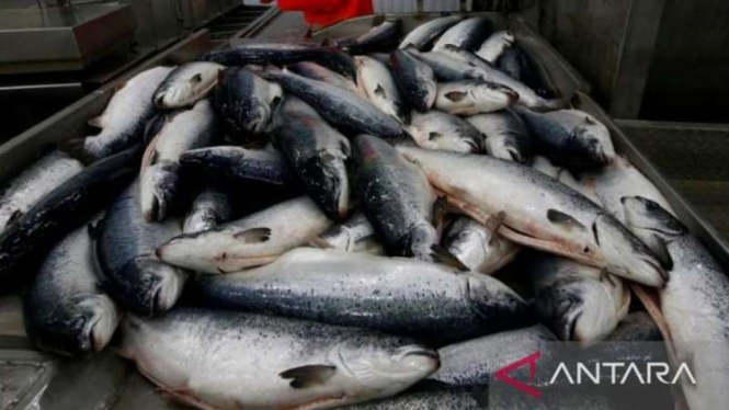 Memilah salmon, dibawa dari peternakan ikan dari Laut Barents di pabrik Rusia