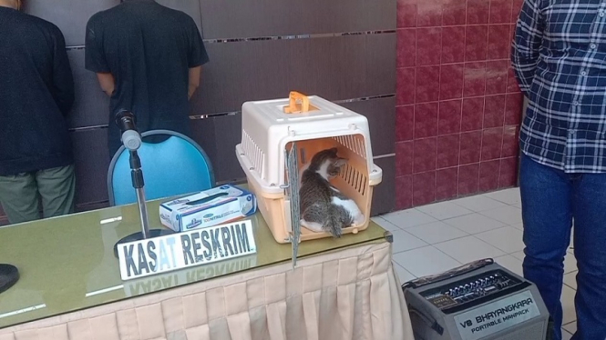 Pemuda di Sumbawa diancam 3 bulan penjara usai meledakan petasan di anus kucing