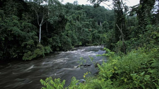 Negara Afrika yang Tertutup Hutan, Ini 5 Fakta Unik Negara Gabon