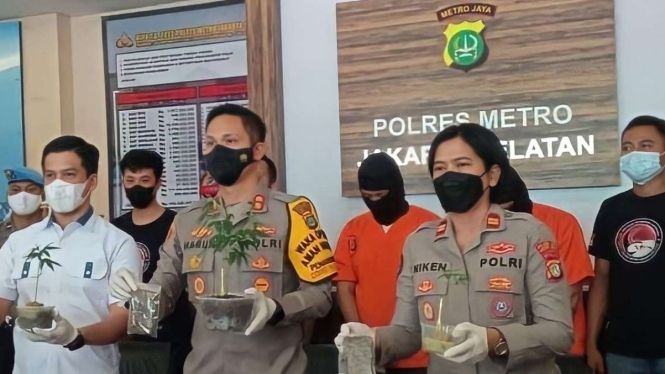 Polres Metro Jakarta Selatan rilis pengungkapan kasus kebun ganja.