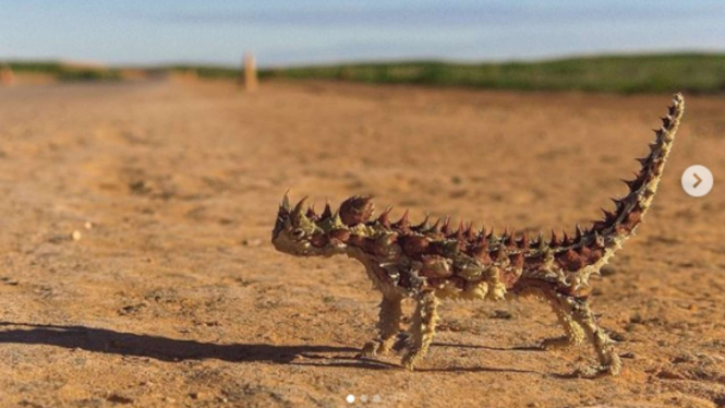 Moloch Horridus