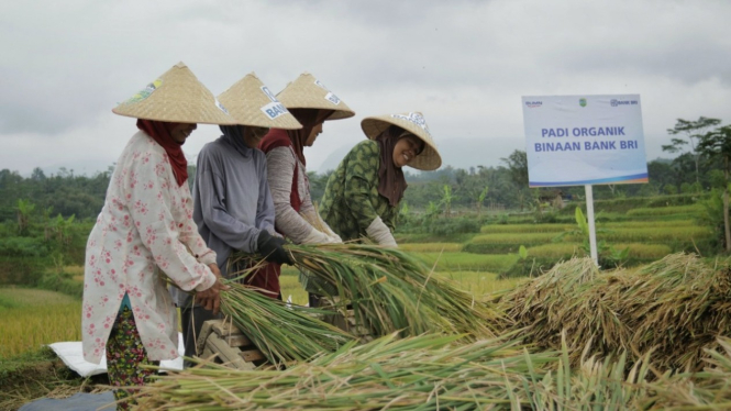 Ilustrasi Petani