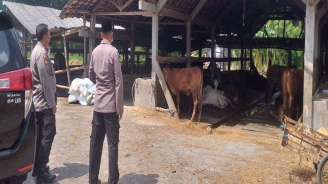 Satgas Pangan Polda Jatim mengantisipasi penyebaran virus PMK pada hewan ternak