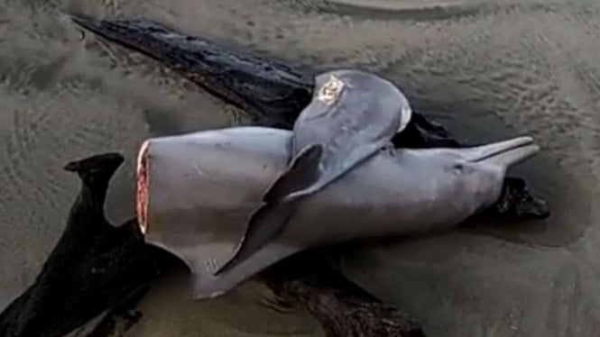 Kondisi ikan lumba lumba dalam kondisi mati dan terpotong