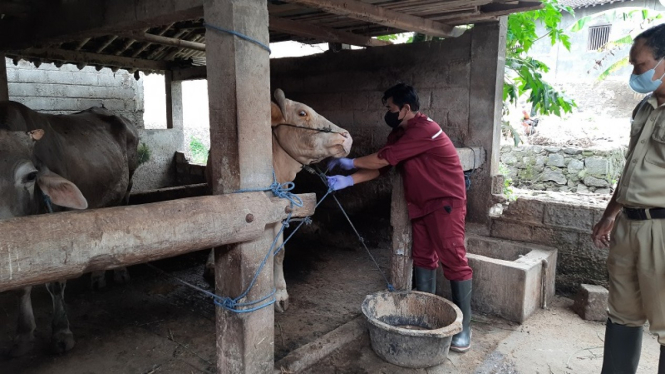 Petugas memeriksa sapi warga di Boyolali yang terinfeksi penyakit mulut dan kuku