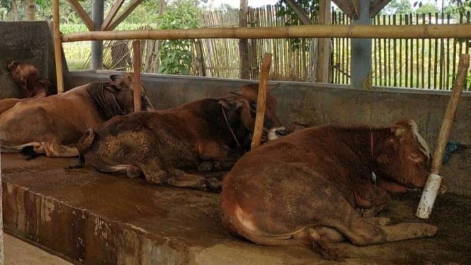 Puluhan sapi di Garut terpapar penyakit mulut dan kuku (PMK),